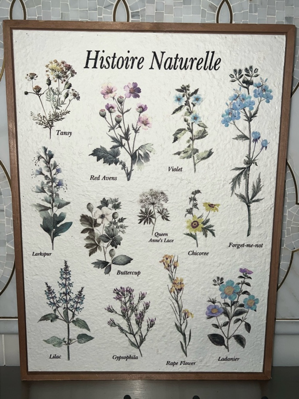 Histoire Naturelle wood Frame Botanical Art Print Floral plant Cavallini flowers